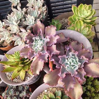 多肉植物 カワイイ紅葉コンビ♡フーケリー とチョコレートボール