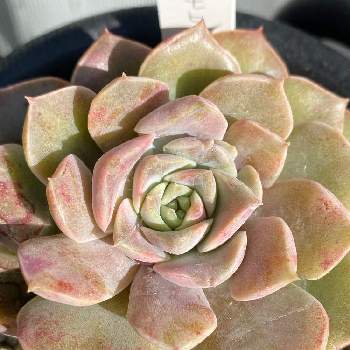 多肉植物 カワイイ紅葉コンビ♡フーケリー とチョコレートボール