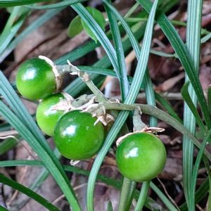 ジャノヒゲ,ジャノヒゲ(リュウノヒゲ),リュウノヒゲ,ジャノヒゲの種子,キジカクシ科の画像