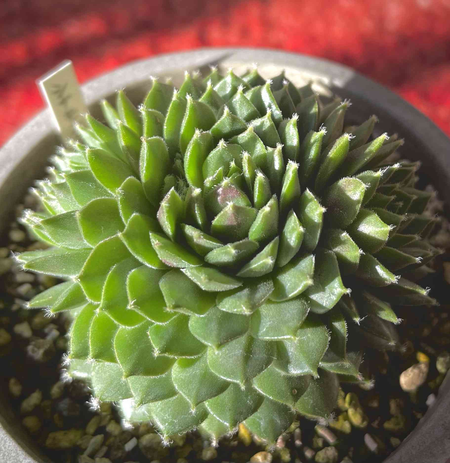 人気デザイナー ② Sempervivum Starburst シナモンスターバースト