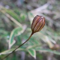 ササユリとは 花言葉や球根からの育て方は 花の季節はいつ Greensnap グリーンスナップ