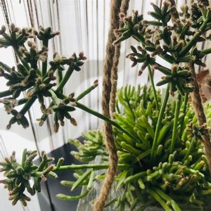リプサリス・プリスマチカ（須磨柳）,多肉植物,観葉植物,癒し,垂れ下がる植物の画像