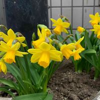 スイセン,水仙,黄色い花,今日のお花,お出かけ先の画像