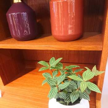 ボタニカルラウンジ西武池袋店のアルバム Greensnap グリーンスナップ