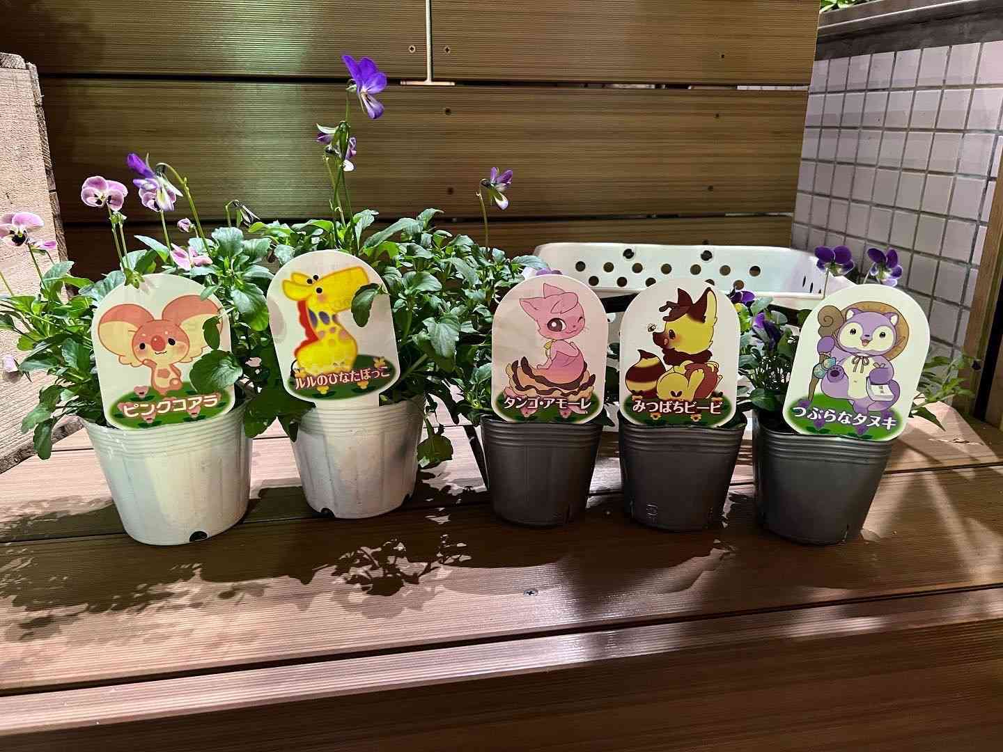 ザラゴーサspノバ花芽付き3頭 見元園芸 札付き【④】 ザラゴーサspノバ花芽付き3頭 見元園芸 札付き【④】