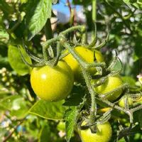 トマト,家庭菜園,夏野菜の画像