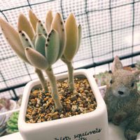 月兎耳,月兎耳,カランコエ属,おうち園芸,モケモケ兔の画像