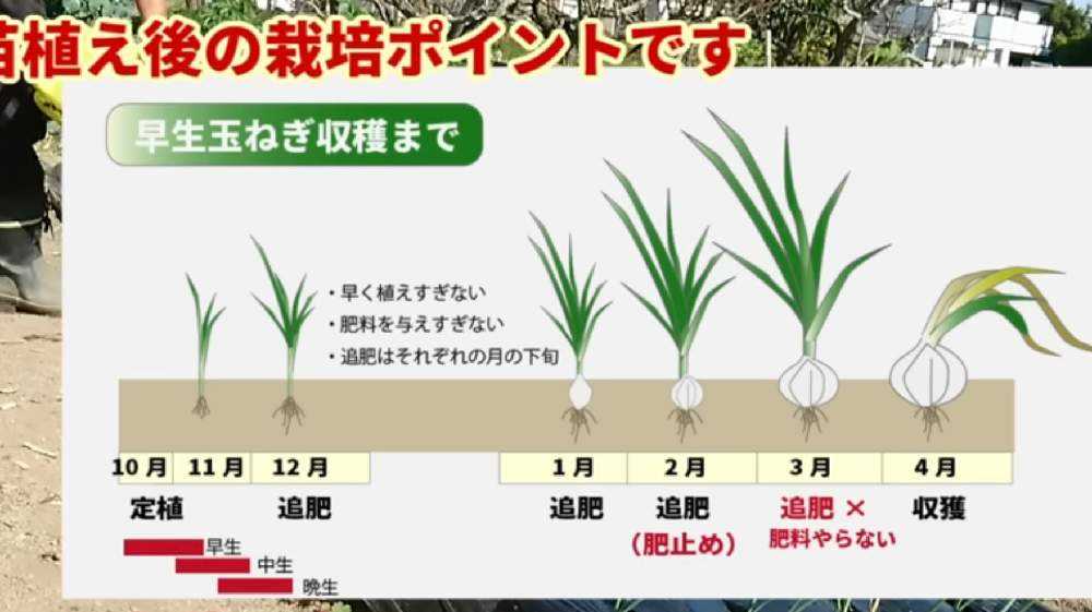 玉ねぎ栽培日誌 Greensnap グリーンスナップ