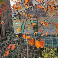 ジューンベリー,シンボルツリー,紅葉（こうよう）,小さな庭の画像