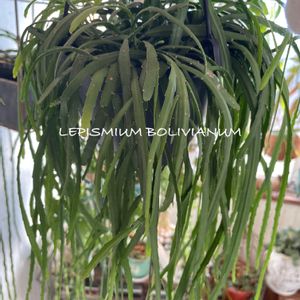 レピスミウム ボリビアナム,多肉植物,観葉植物,可愛い,もりもりの画像