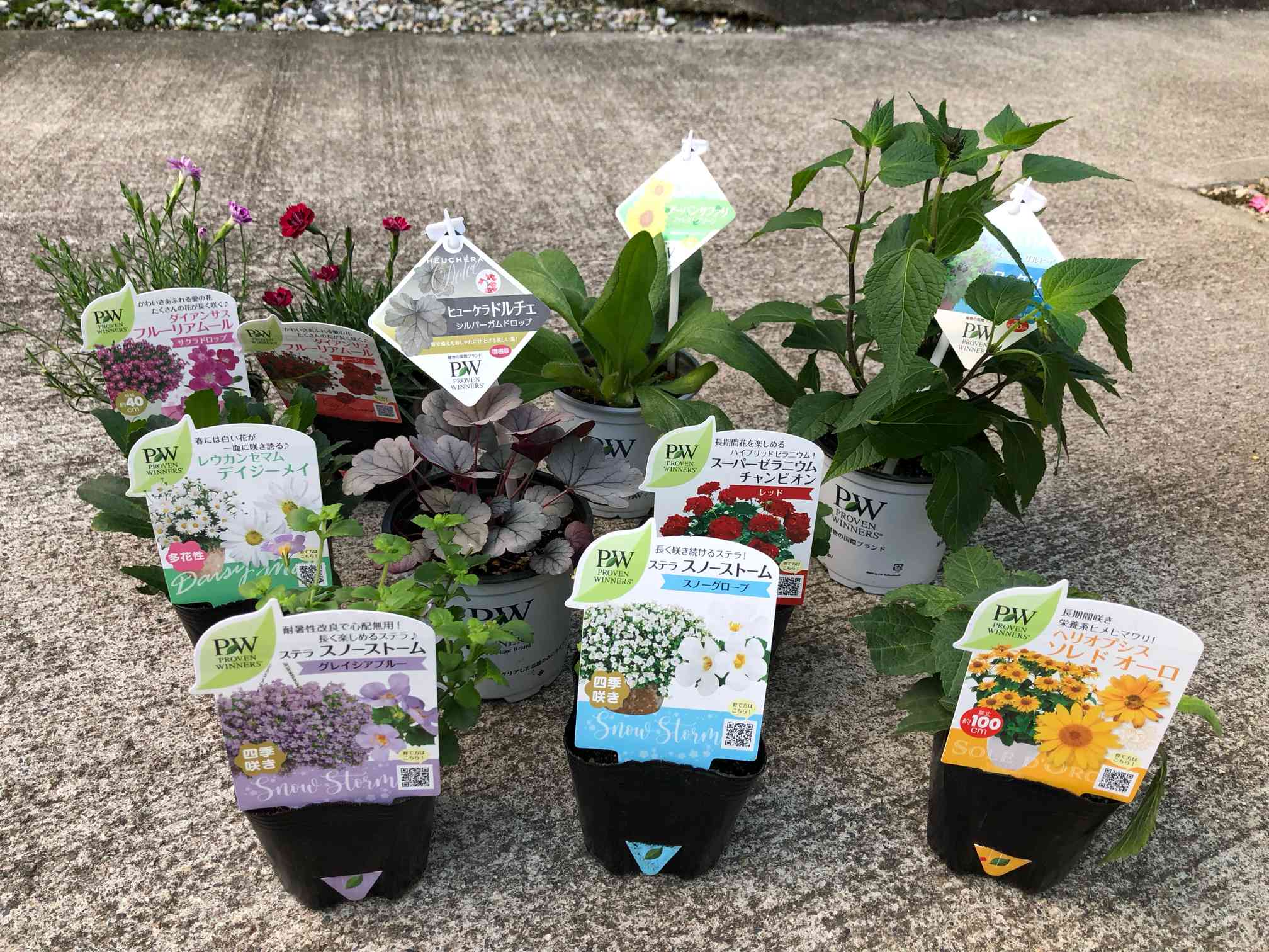 【庭植え映え株】アガベ デザーティー 大株 35cm級 シルバーブルー＆紫トップ 庭植え映え株】アガベ デザーティー 大株 35cm級 シルバーブルー＆紫