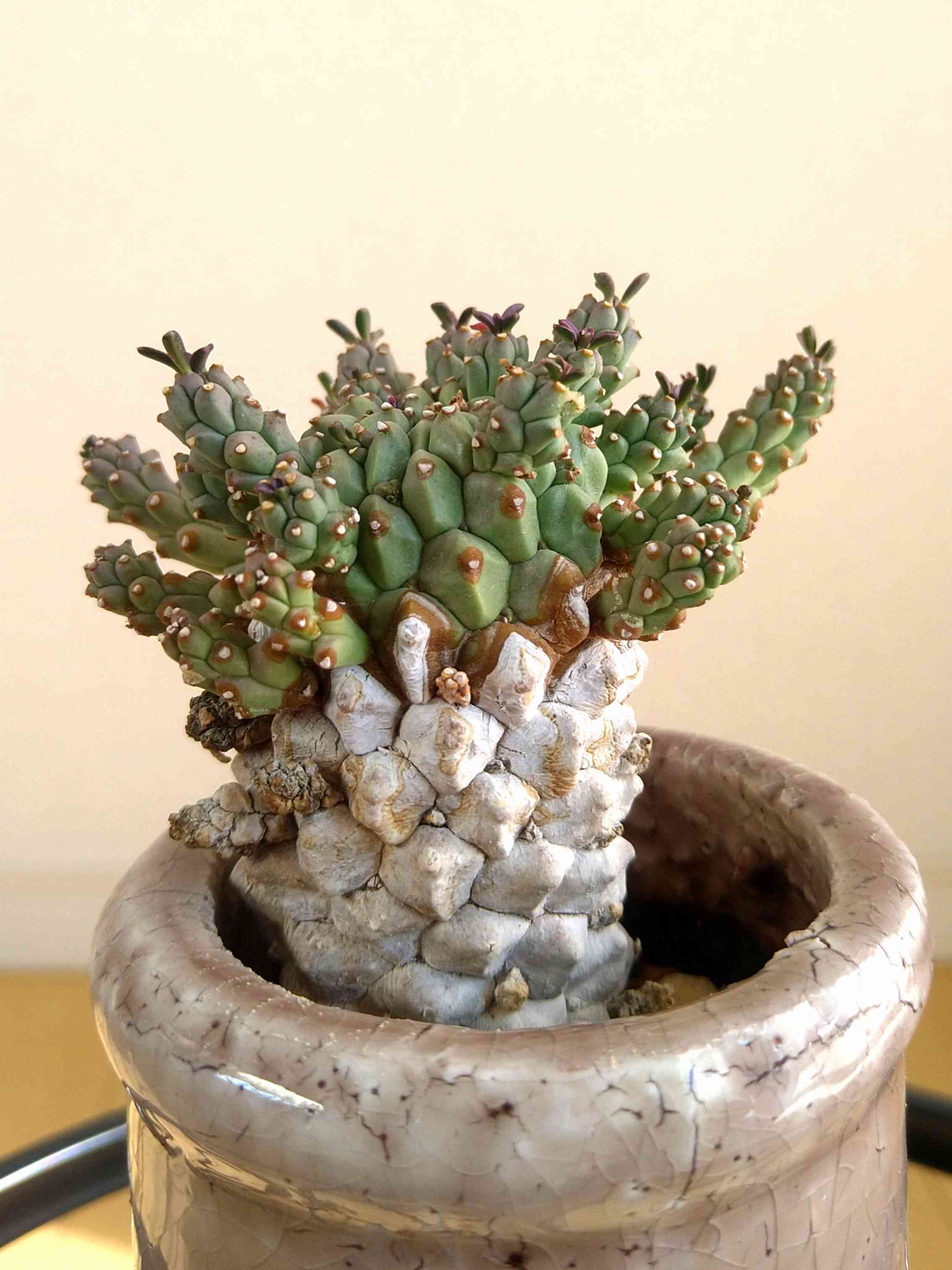 サボテン 多肉植物 52 ユーフォルビア ラミグランス Euphorbia
