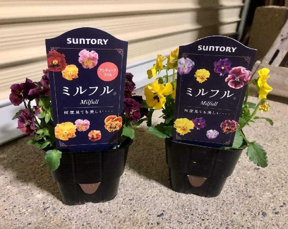 寄せ植え 花_NO.249 季節の寄せ植え 1月鉢なしコース |