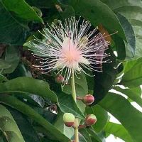 サガリバナ,ヤンバル,沖縄,一夜限りの花,おうち園芸の画像
