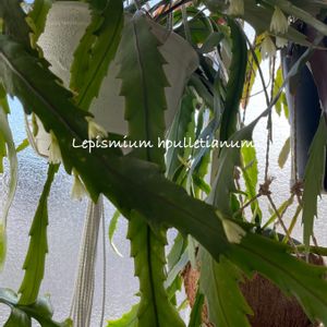 レピスミウム・ホーレティアナム,多肉植物,観葉植物,希少,癒しの画像