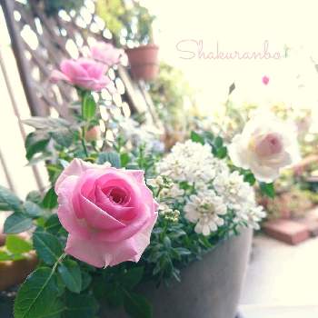イベリス,ミニバラ,今日も笑顔で♡,ピンクの花,寄せ植えの画像