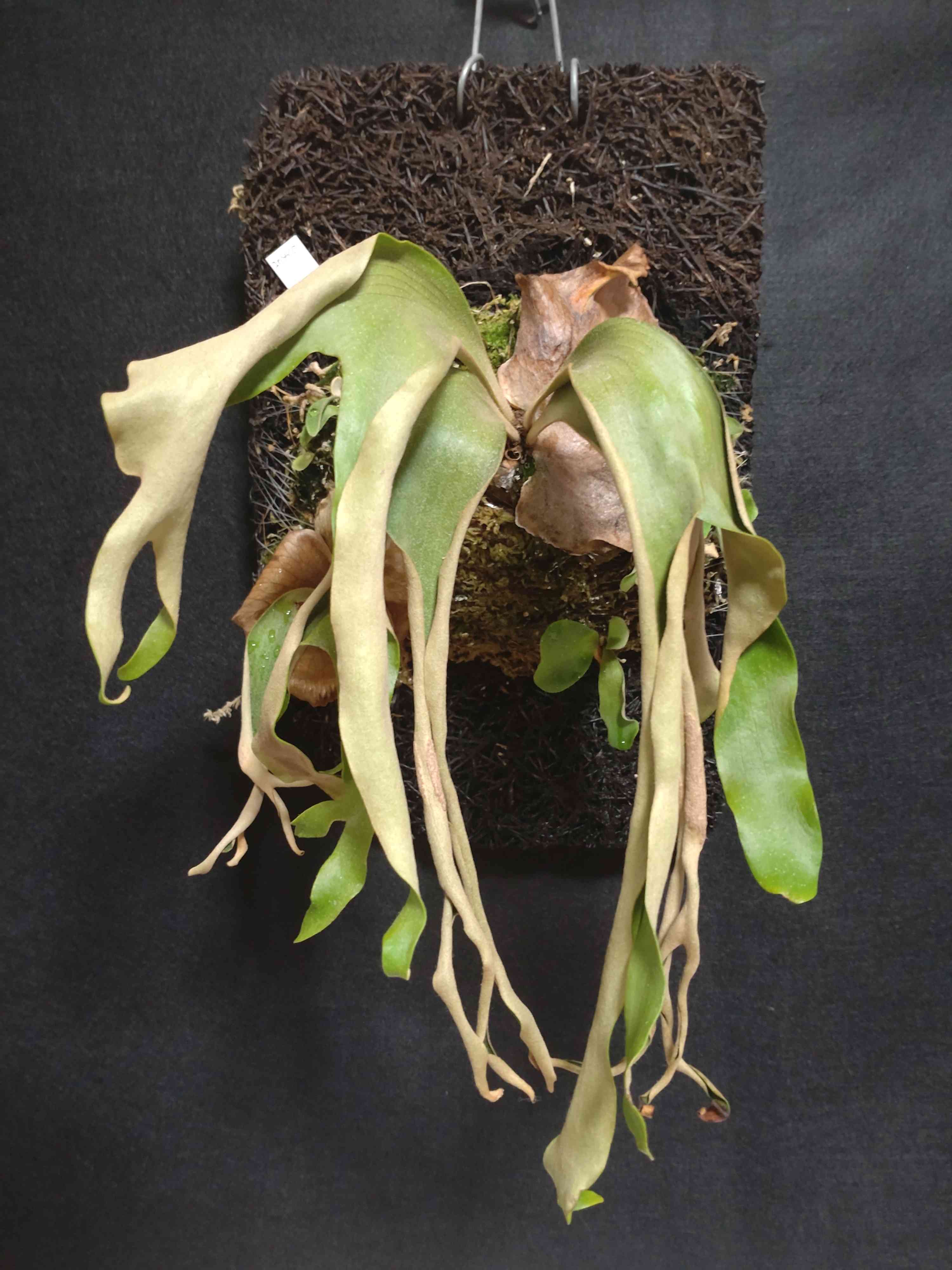 P. quadridichotomum ビカクシダ クアドリディコトマム　株分け Platycerium quadridichotomum | 俺のビカクシダ