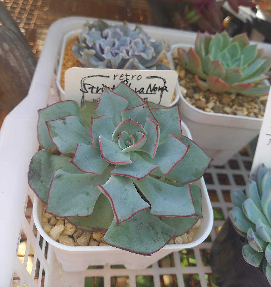 ♥️15 FACTORY苗(小)／ストリクチフローラノヴァ 多肉植物 ♥️15 FACTORY苗(小)／ストリクチフローラノヴァ 多肉植物
