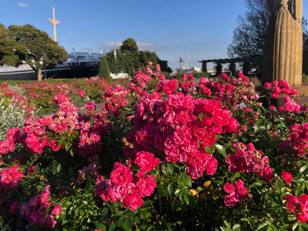 おケイさんの山下公園への投稿