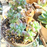 乙女心,M's Succulent Memoriesの画像