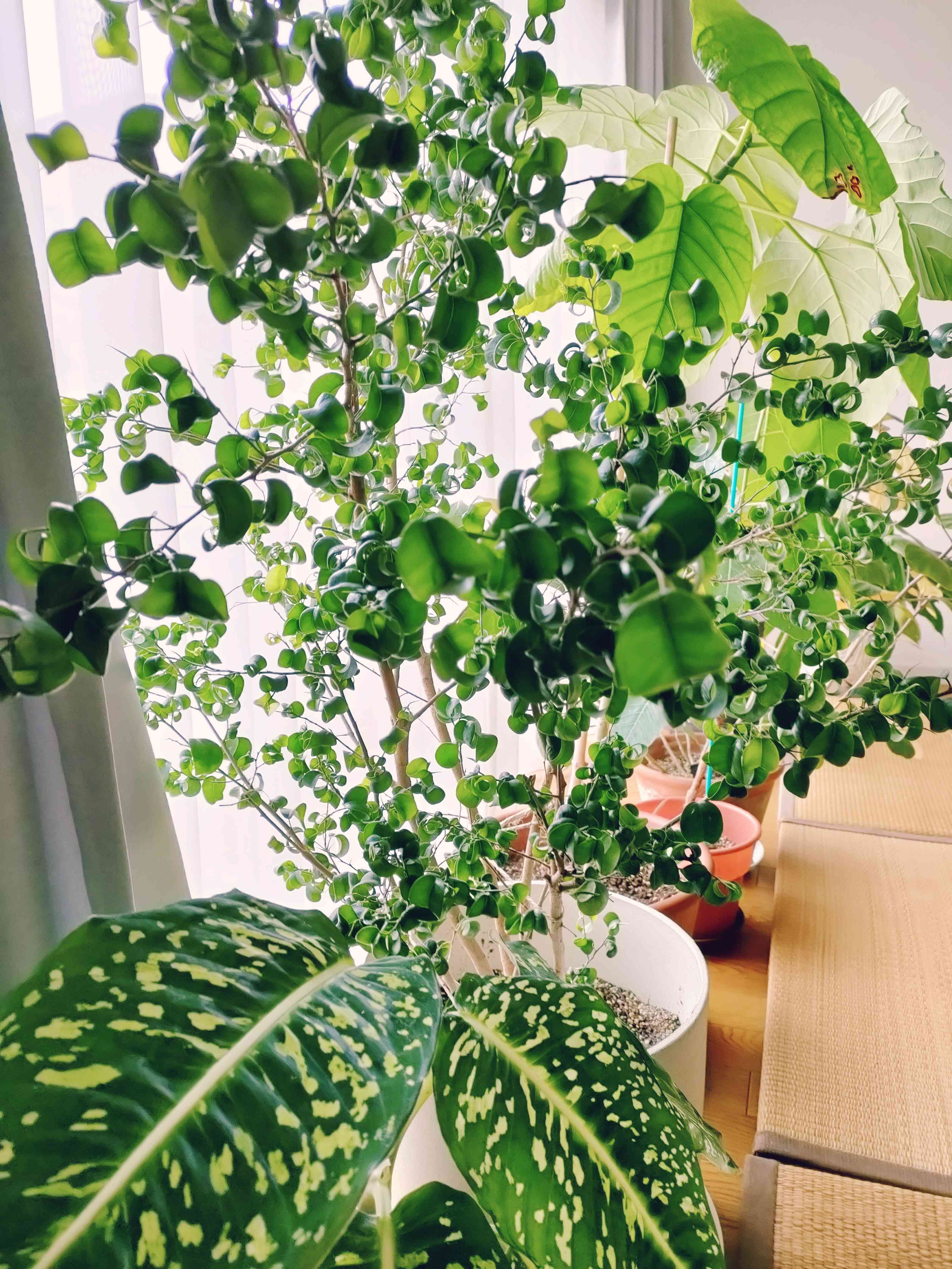 ☆ インドボダイジュ 152cm♪ フィカス•レジリオーサ♪ フィカス レリジオーサの一覧｜🍀GreenSnap（グリーンスナップ）