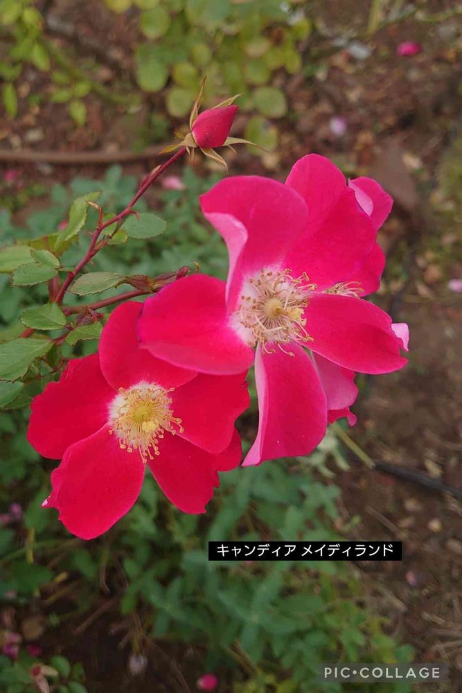 トリトンさんの山下公園への投稿