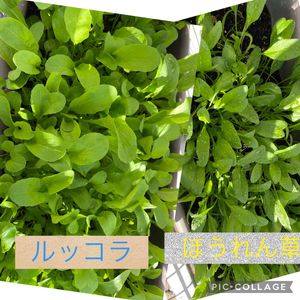 冬野菜,ルッコラ✨,ほうれん草♡,小さな庭,家庭菜園の画像