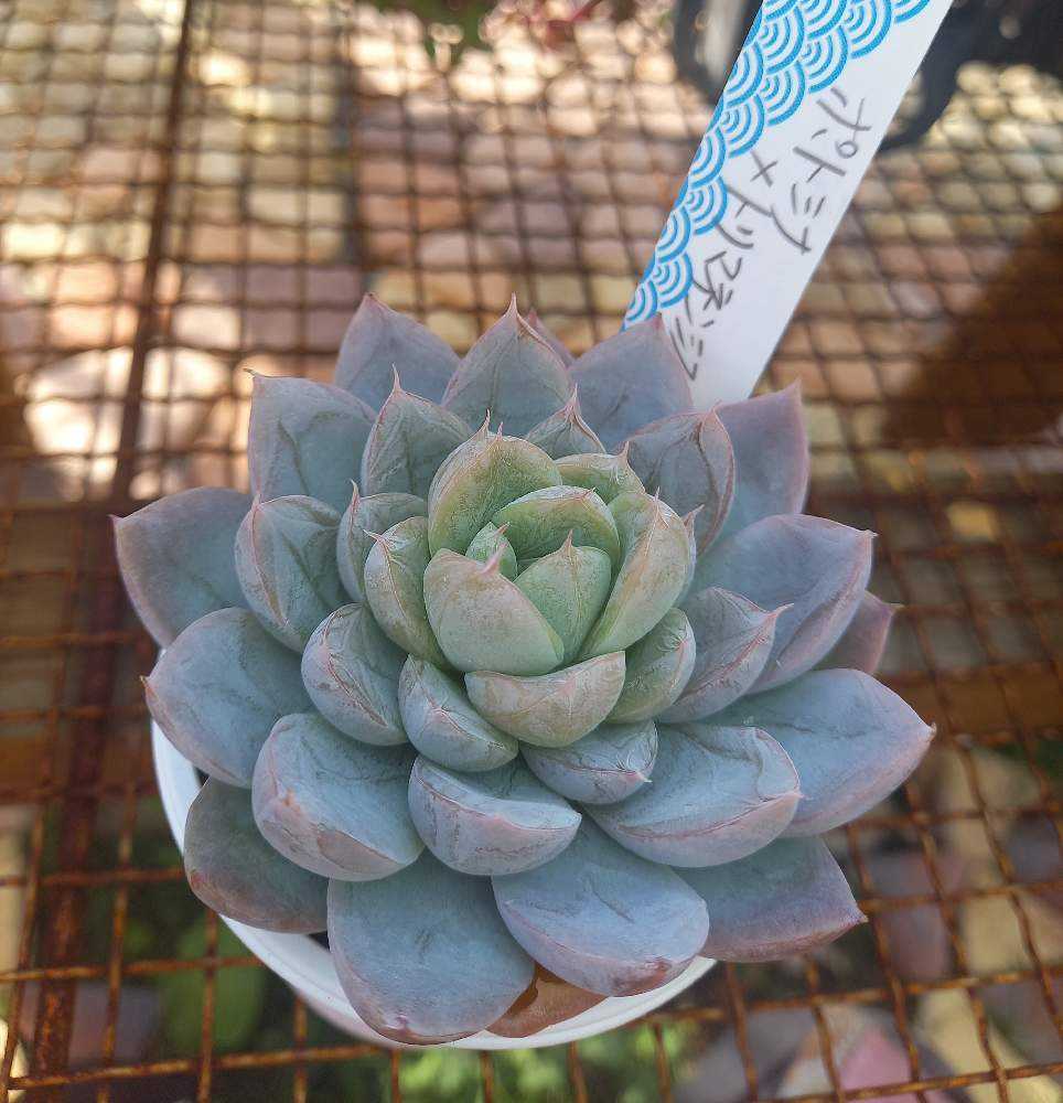 ポトシナ アッキページ ポトシナ ミクステカナ ベイレイ抜き苗 アッキ