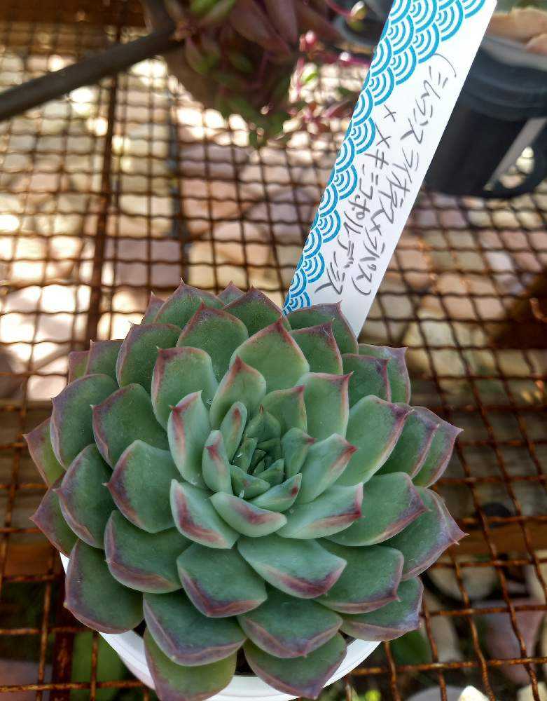 704🌹(シムランスライオネス×ラパス)×メキシコポルデンシス