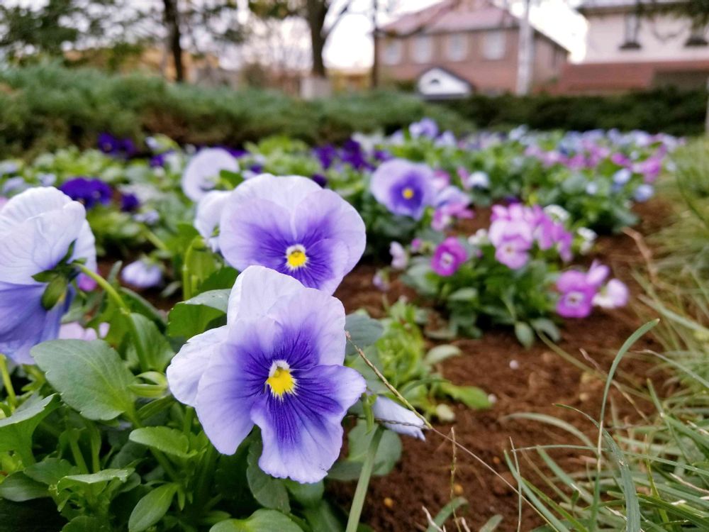 エリィさんの港の見える丘公園への投稿