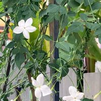 マツリカ アラビアンジャスミン の育て方 苗は地植えと鉢植えどっちがいい Greensnap グリーンスナップ マツリカ アラビアンジャスミン の育て方 苗は地植えと鉢植えどっちがいい Greensnap グリーンスナップ