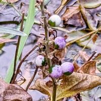 ヤブラン,ヤブラン,ヤブラン,白斑ヤブラン　シルバードラゴン,秋を楽しむの画像