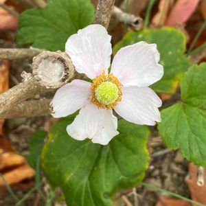 秋明菊,街の植栽,道端で♪,乙女色クラブ,お出かけ先の画像