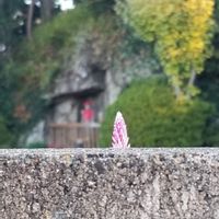 ノゲイトウ,散歩,お出かけ先の画像