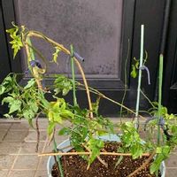 マツリカ アラビアンジャスミン の育て方 苗は地植えと鉢植えどっちがいい Greensnap グリーンスナップ