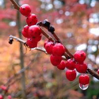 ウメモドキ,ウメモドキ(実),赤い実,雨の日,雨の雫の画像