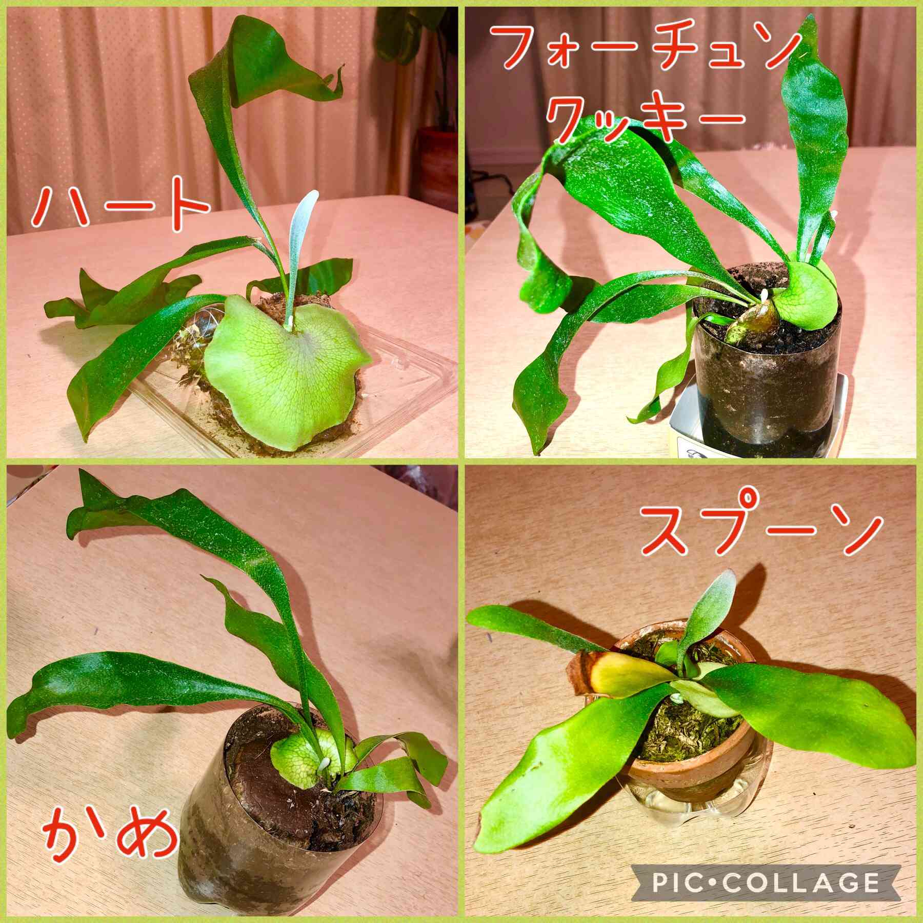 ビカクシダ　コロナリウム　板付け おしゃれ 観葉植物：ビカクシダ コウモリラン コロナリウム 板付け