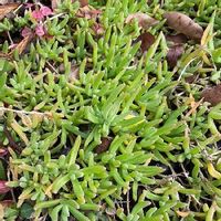 マツバギク 松葉菊 の育て方 増やし方や冬の管理方法は Greensnap グリーンスナップ マツバギク 松葉菊 の育て方 増やし方や冬の管理方法は Greensnap グリーンスナップ