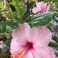 ハイビスカス(Hibiscus),花言葉,華やか,♡ピンクの画像