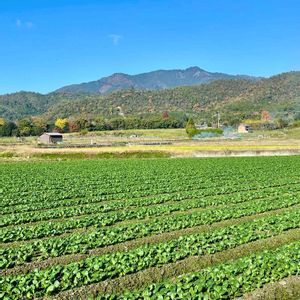 チンゲンサイ,冬野菜,嵯峨野,愛宕山,お出かけ先の画像