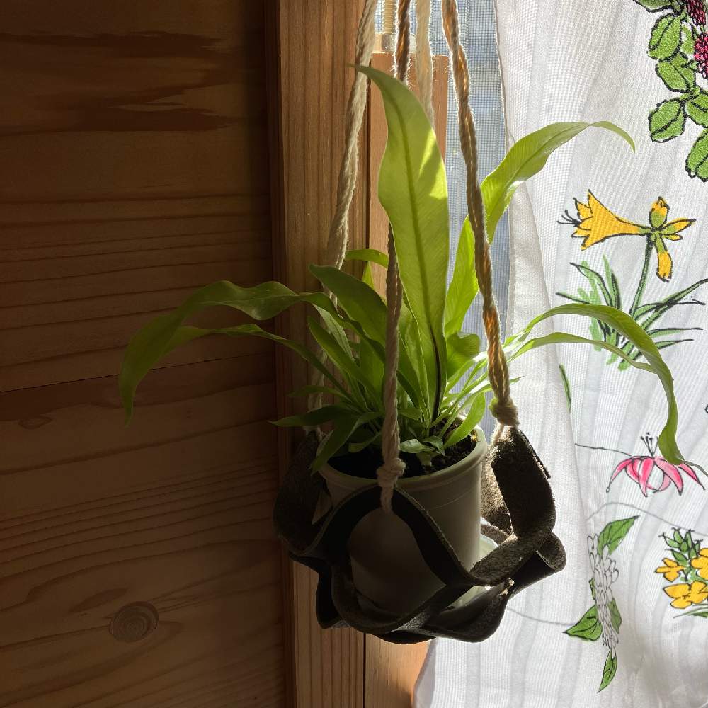 シマオオタニワタリの投稿画像 By さこさん Hcいないとアスプレニウムとhcいない 22月11月25日 Greensnap グリーンスナップ Greensnap グリーンスナップ