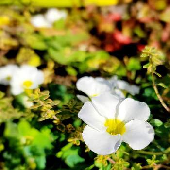 バタフライピー,アンチエイジング効果,蝶豆(バタフライピー),夏の花,花のある暮らしの画像