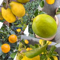 キンカン,ユズ,カリン,カボス,レモンの画像