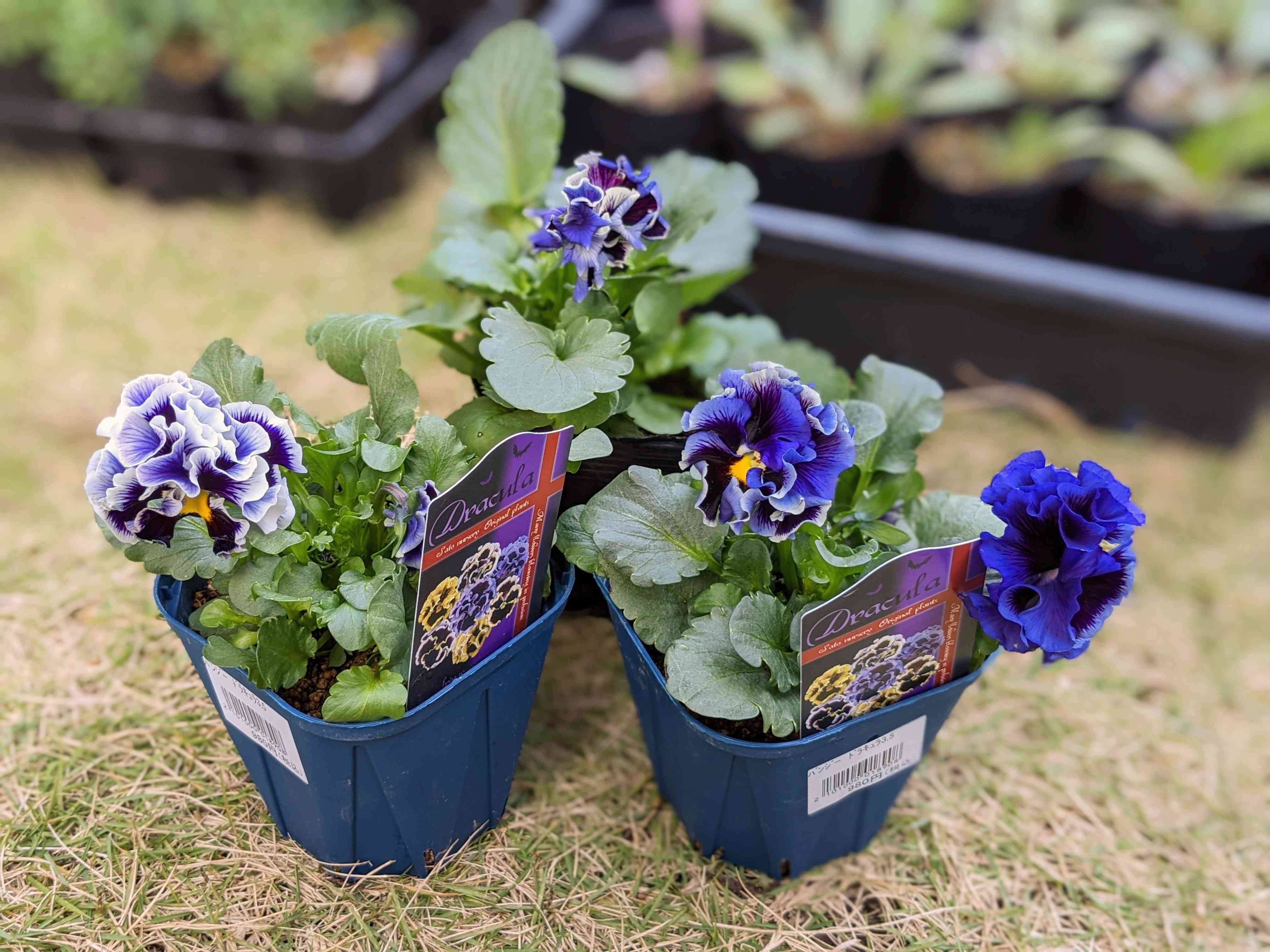 ドラキュラ　パンジー 種からの投稿画像 by hanatoshi31さん｜花のある暮らしとビオラ