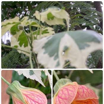 シーグレープ,観葉植物,成長記録の画像