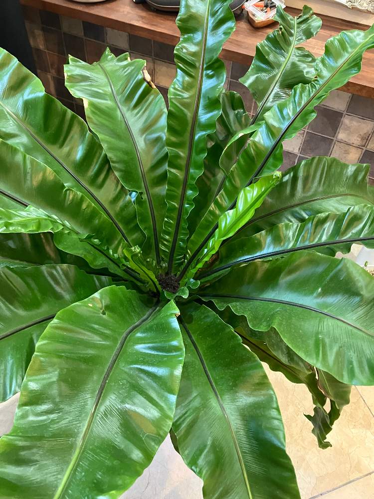 アスプレニウムの投稿画像 By Waiさん 窓辺 22月11月26日 Greensnap グリーンスナップ Greensnap グリーンスナップ