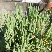 マツバギク 松葉菊 の育て方 増やし方や冬の管理方法は Greensnap グリーンスナップ マツバギク 松葉菊 の育て方 増やし方や冬の管理方法は Greensnap グリーンスナップ