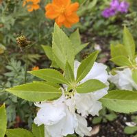 ホウセンカ,花のある暮らし,キュンキュン乙女倶楽部,おうち園芸の画像