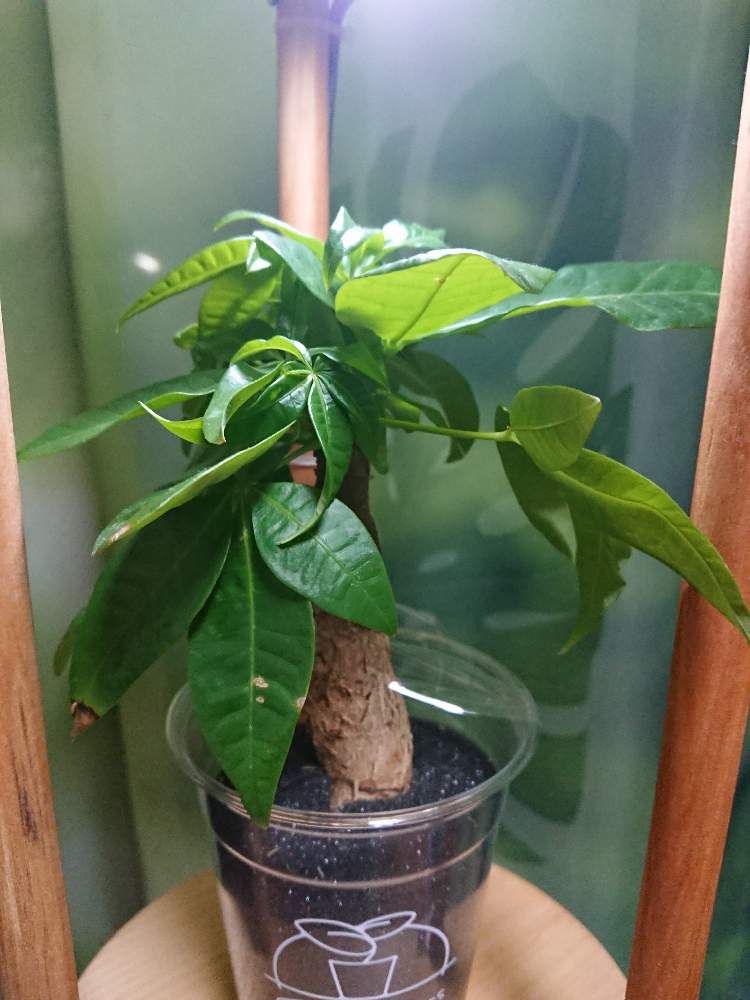 パキラの投稿画像 By Mogmoreさん 棚 22月11月26日 Greensnap グリーンスナップ Greensnap グリーンスナップ