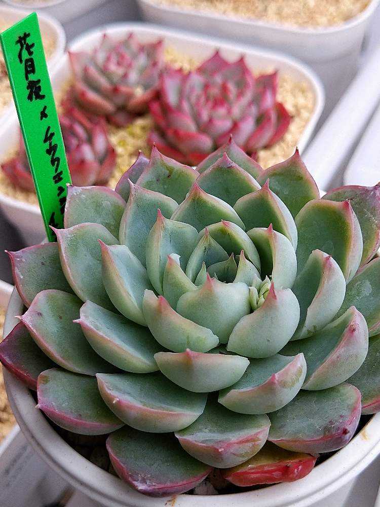 多肉植物 花月夜×チワワエンシスイエコラ 抜き苗 多肉植物 花月夜×チワワエンシスイエコラ 抜き苗